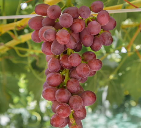 The Sugar Content of Red Seedless Grapes