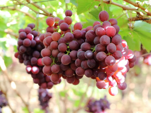 Red Seedless Grapes